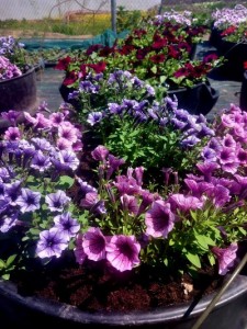 Стотици цветя преобразиха централната пешеходна зона на Пловдив