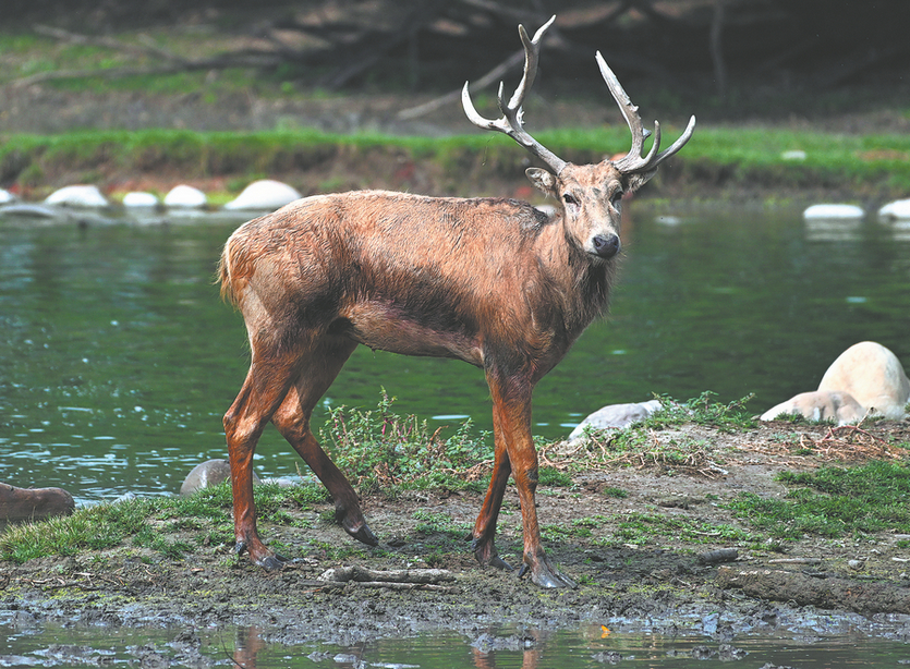 Yangtze влажните зони засилват биоразнообразието